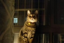 《土猫王出装铭文搭配攻略》（解析土猫王最佳出装及铭文搭配，让你在战场上无往不利）