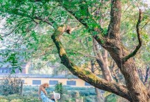 以众生游西湖为主题的攻略指南（探寻西湖之美，感受众生之魂）