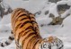 刀圈TD舰队统帅出装攻略（以刀圈TD舰队统帅为主题的出装攻略）